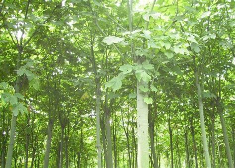 梧桐樹鳳凰|鳳凰棲息的梧桐樹到底長什麼樣？干、葉、花、果一睹為快